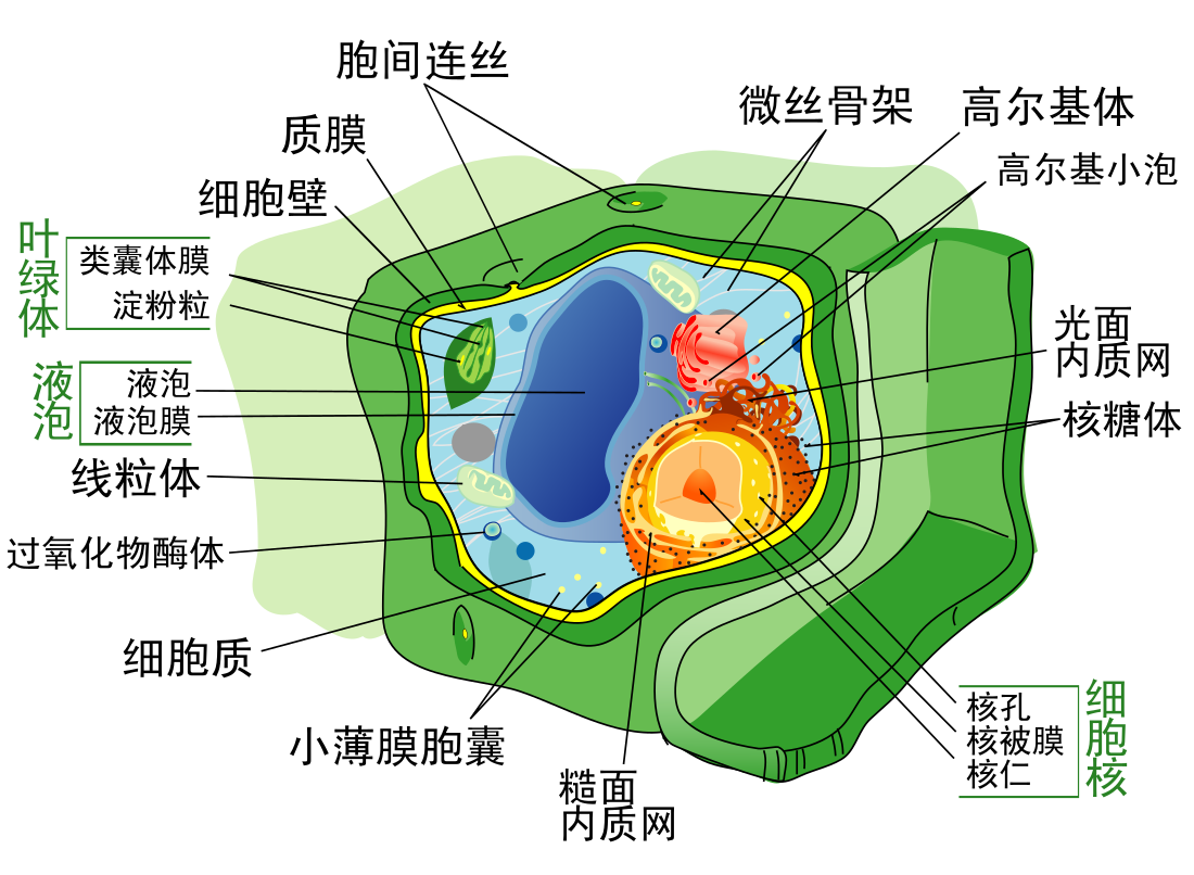 植物细胞学