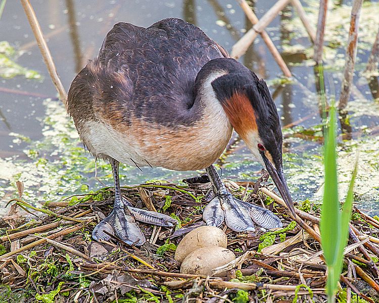 File:Podiceps cristatus 1 2013.jpg