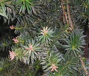 Описание изображения Podocarpus nubigena-flores.JPG.