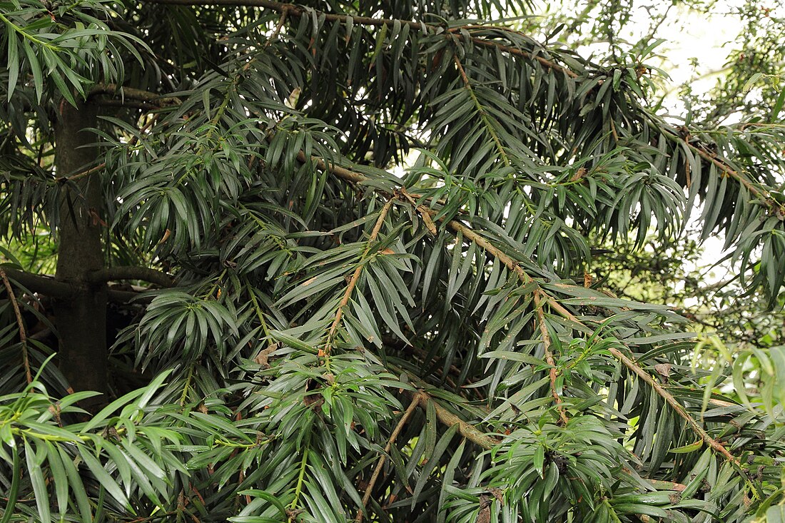 Podocarpus oleifolius