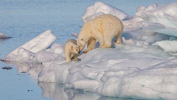 Ursa-polar (Ursus maritimus) com seu filhote no gelo denso da deriva, estreito de Hinlopen, Svalbard, Noruega. (definição 3 447 × 1 939)