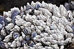 Thumbnail for File:Pollicipes polymerus (gooseneck barnacles) (Yaquina Head, Oregon, USA) 3.jpg