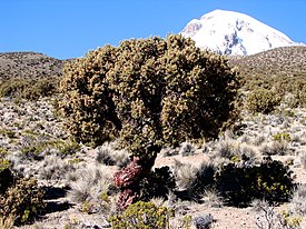 Polylepis rugulosa