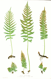 <i>The Ferns of Great Britain and Ireland</i>