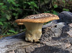 Polypore écailleux dans le borough londonien d'Enfield.