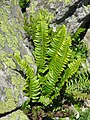 Polystichum lonchitis