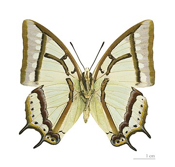 Polyura