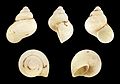 * Nomination A fossil shell of Pomatias canariensis --Llez 21:55, 16 January 2016 (UTC) * Promotion Good quality. --Jacek Halicki 22:09, 16 January 2016 (UTC)