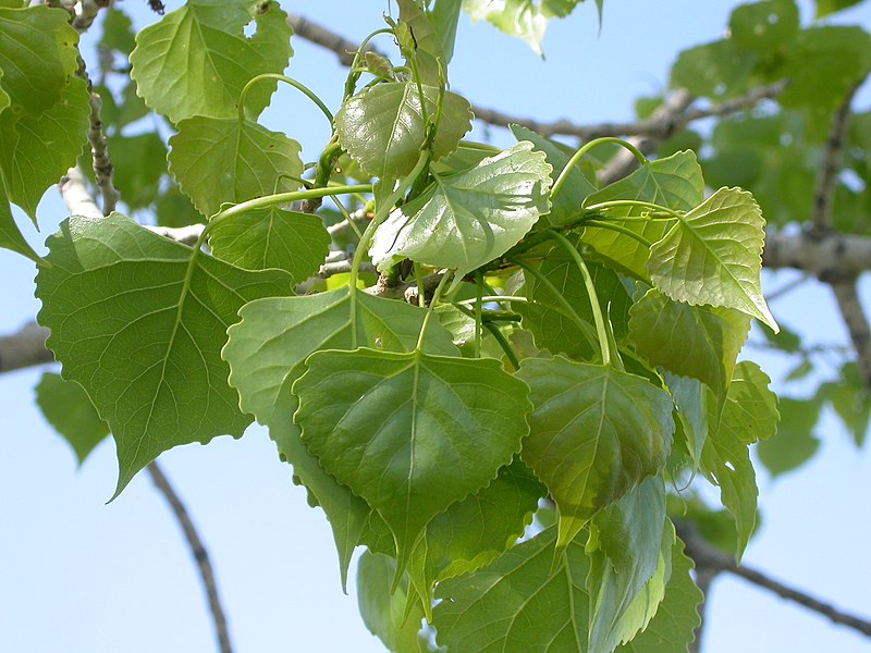 File:Populus deltoides (4016116014).jpg