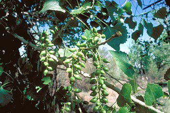 Populus deltoides monilifera femalecatkins.jpg