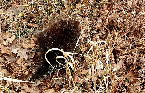 Porcupine just off dirt road between Old Man McMullen Pond and Wapato Pond in Great Mountain Forest Porcupine just off dirt road between Old Man McMullen Pond and Wapato Pond in Great Mountain Forest.jpg