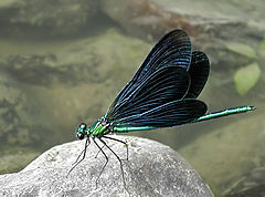 Male prior to flight Prachtlibelle-2.jpg