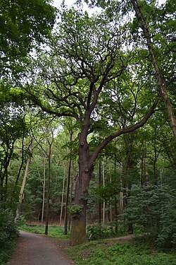 památný dub letní