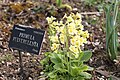 Primula pulverulenta.jpg