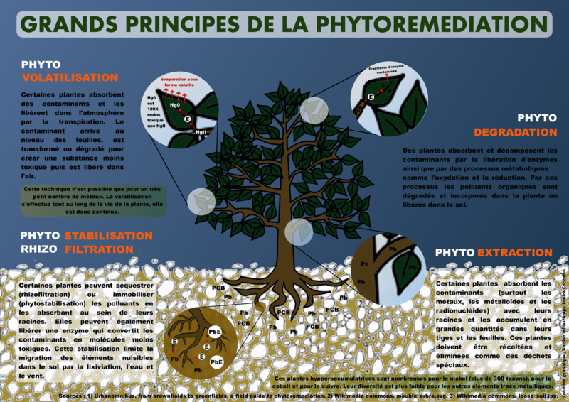 File:Principes phytoremediation.png