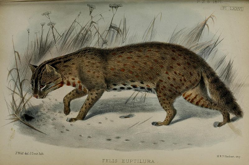 File:Prionailurus bengalensis euptilurus (9413725653).jpg