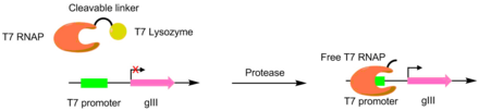 A scheme of using PACE to evolve protease activity. When the T7 RNAP and the T7 lysozyme are linked, transcription of gIII is blocked. When the protease is active for the cleavage site, the T7 polymerase is liberated, allowing for transcription of gIII. Protease PACE.png