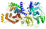 Thumbnail for Calpain-2 catalytic subunit