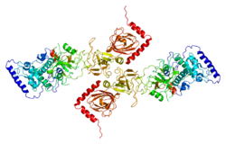 Протеин SHFM1 PDB 1iyj.png