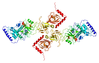 SHFM1 Gene of the species Homo sapiens