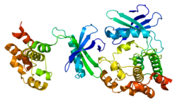 Ақуыз WNK1 PDB 1t4h.png