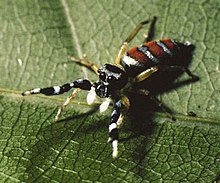 Psecas euoplus penultimate male.jpg