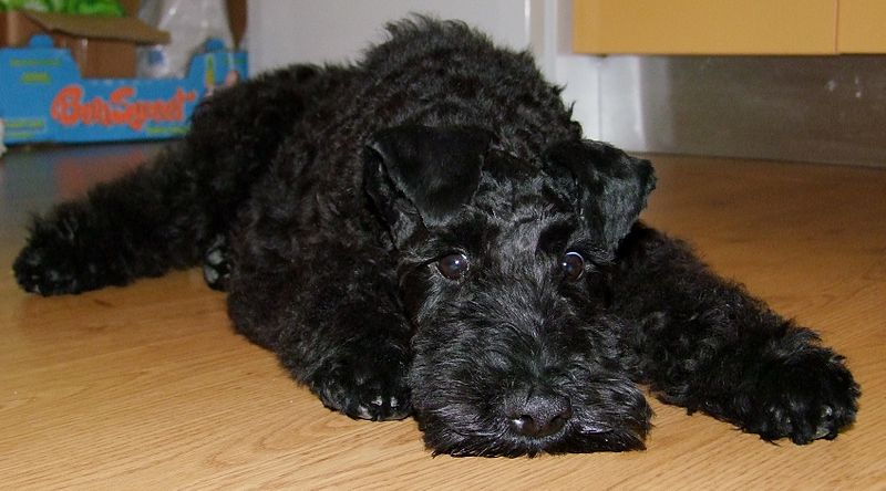 File:Pui Kerry Blue Terrier.jpg