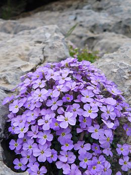 Aubrieta deltoidea