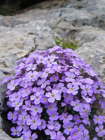 File:Purple rock cress.JPG