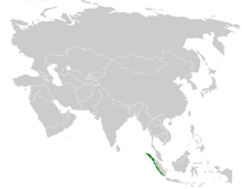 Pycnonotus leucogrammicus הפצה map.png