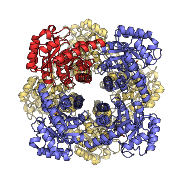 File:Pyridoxine 5'-phosphate synthase (1M5W).png