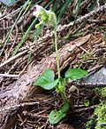 Vignette pour Moneses uniflora