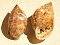 Pythia scarabaeus shell.jpg