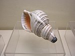 Qing dynasty (1644-1912) military conch Qing military conch.JPG