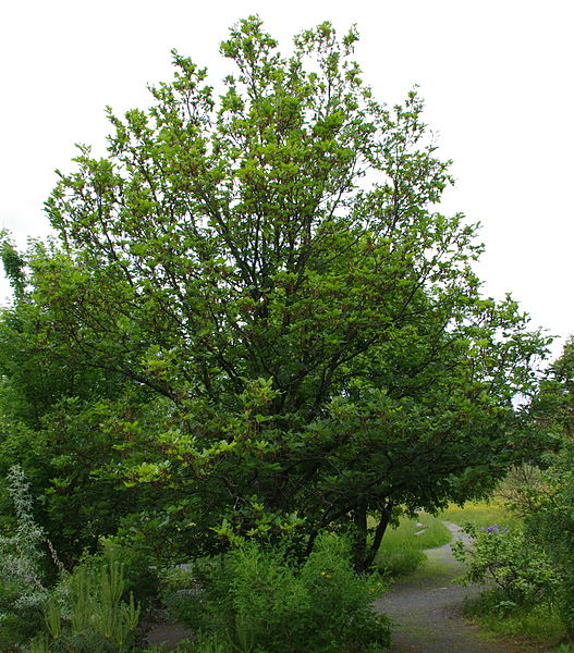 File:Quercus macranthera ÖBG 2012-05-28 04.jpg