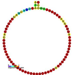 Small nucleolar RNA Me28S-Cm788