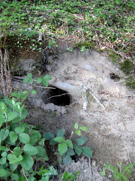 File:Rabbit hole - geograph.org.uk - 1284436.jpg