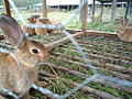 於 2010年1月30日 (六) 05:58 版本的縮圖