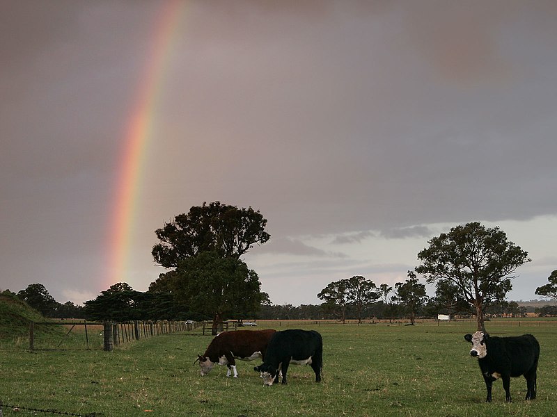 File:Rainbow over cows.jpg