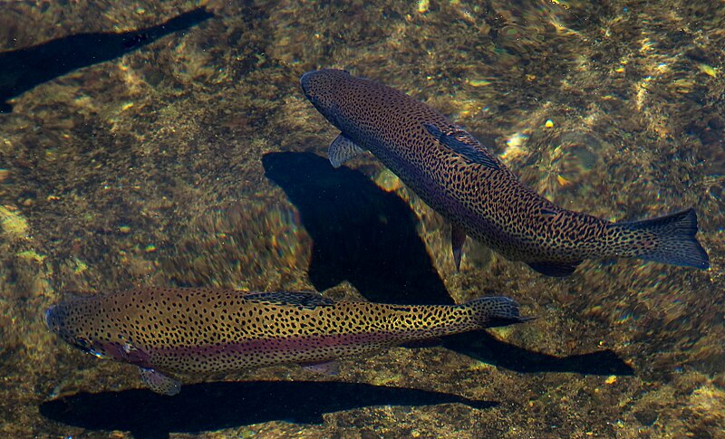 File:Rainbow trout at fish hatchery (8237733184).jpg