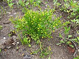 Ranunculus sceleratus, or cursed buttercup