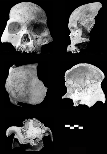 File:Red Deer Cave people skull and reconstruction.png