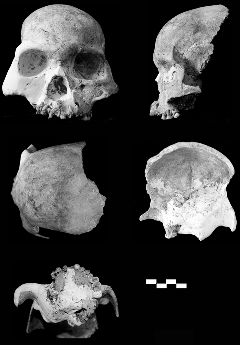 appetit Skov arkiv File:Red Deer Cave people skull and reconstruction.png - Wikimedia Commons