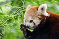 Red Panda (19900840803).jpg