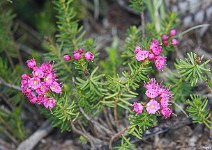 Red heather (Phyllodoce breweri), Barrett Lake