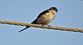 Red rumped swallow (Scientific name- Cecropis daurica) 14.jpg
