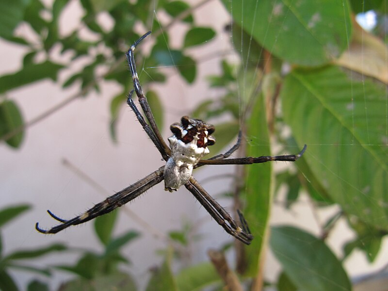 Inside the web: A weekly look at spider species of NEPA - Times Leader