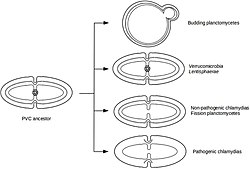 Representation of cell division modes in the last PVC common ancestor and in current the PVC superphylum: Outer membranes are represented by thick lines, and inner membranes are represented by thin lines. The peptidoglycan layer is displayed in dotted lines, and FtsZ proteins are displayed as a ring of gray circles. Representation of division modes in the last PVC common ancestor (Left) and in current PVC species (Right).jpg