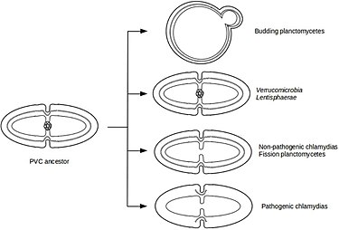 Representation of cell division modes in the last PVC common ancestor and in current the PVC superphylum: Outer membranes are represented by thick lines, and inner membranes are represented by thin lines. The peptidoglycan layer is displayed in dotted lines, and FtsZ proteins are displayed as a ring of gray circles. Representation of division modes in the last PVC common ancestor (Left) and in current PVC species (Right).jpg