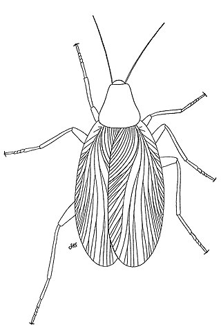 <span class="mw-page-title-main">Roachoid</span> Extinct paraphyletic group of insects